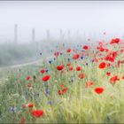 Mohn im Morgennebel...