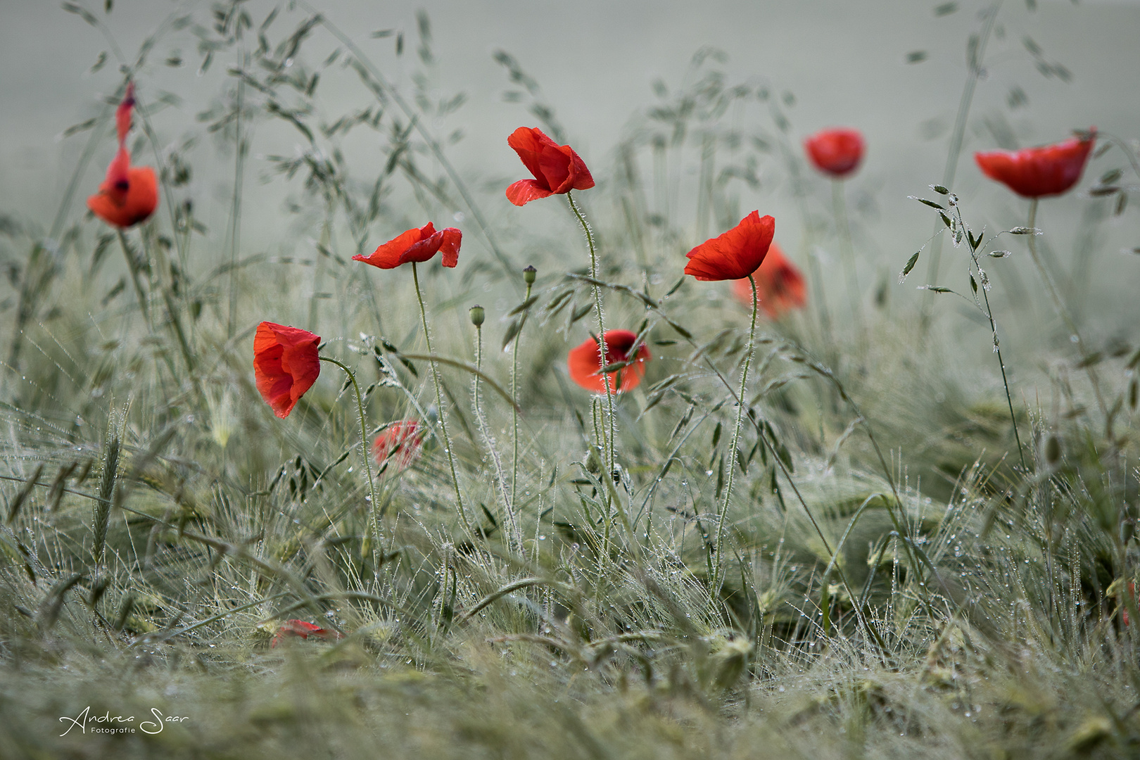 Mohn im Morgentau 