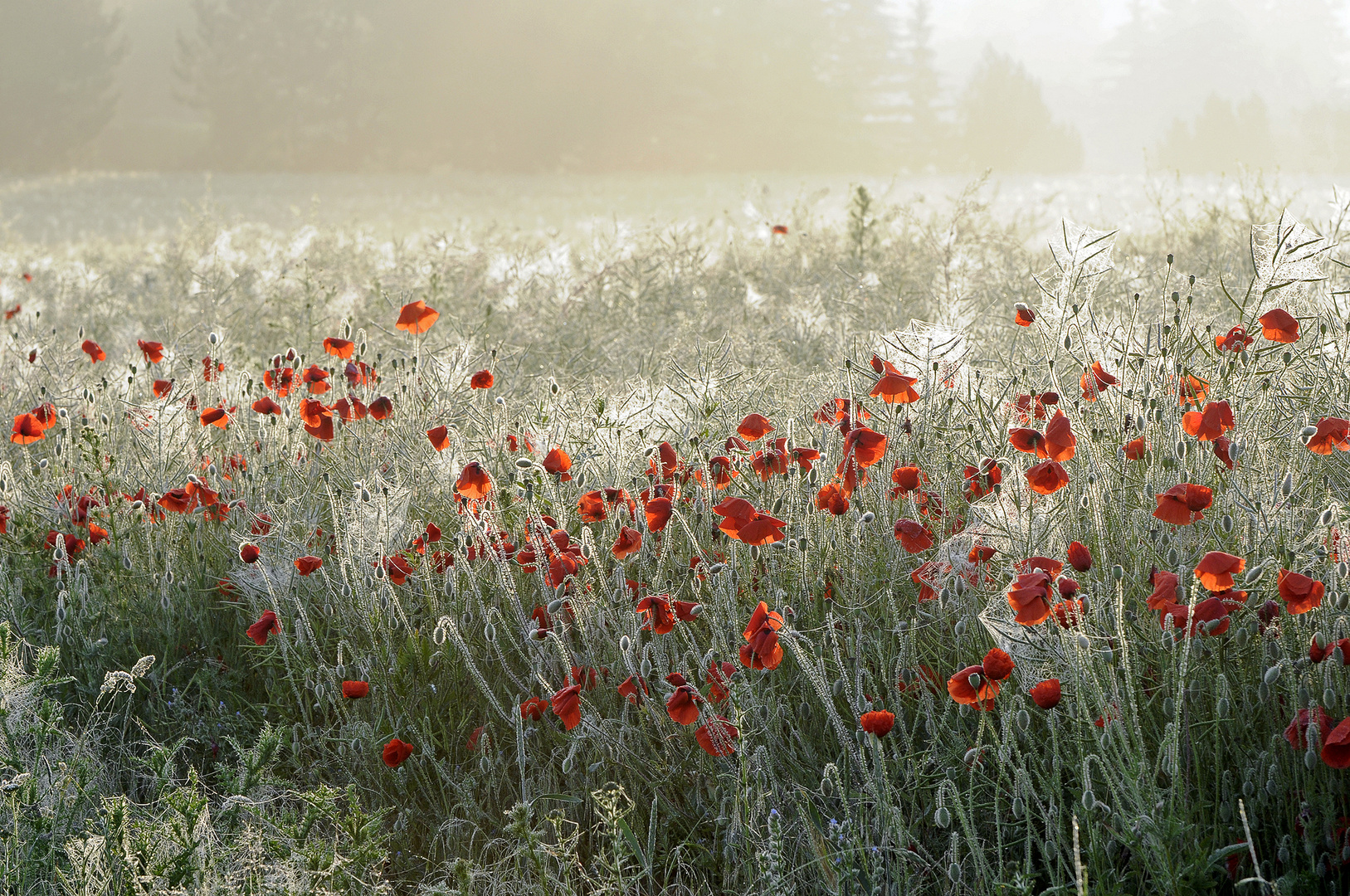 Mohn im Morgentau