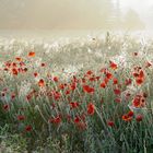 Mohn im Morgentau