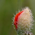 Mohn im Morgentau