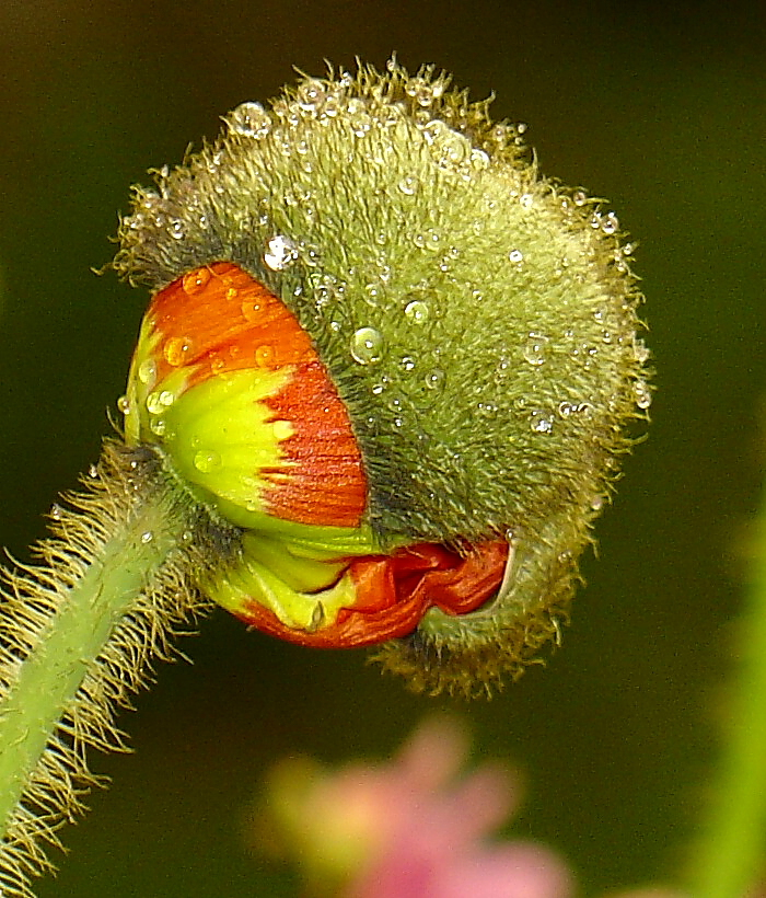 Mohn im Morgentau