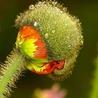 Mohn im Morgentau