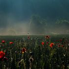 Mohn im Nebel