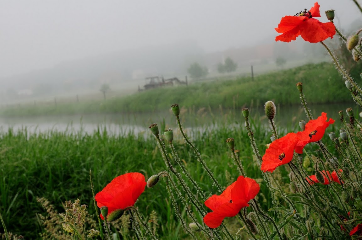 Mohn im Nebel