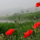 Mohn im Nebel