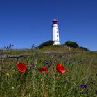 Mohn im Norden der Insel