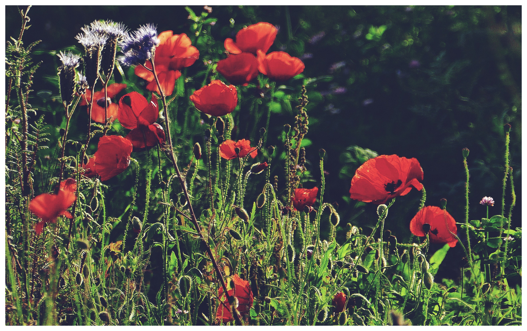 Mohn im November!