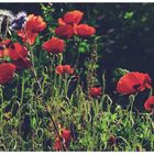 Mohn im November!