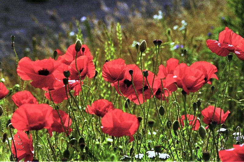 Mohn im Oderbruch