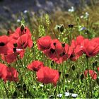 Mohn im Oderbruch