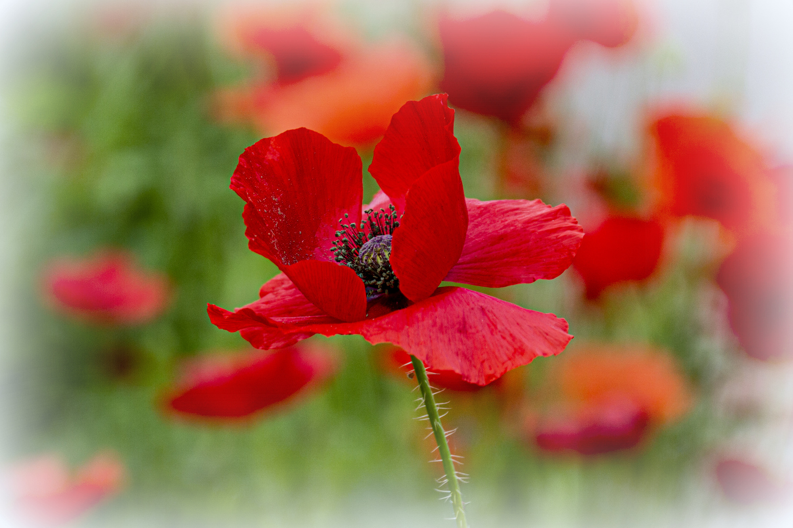 Mohn im Oktober 2019