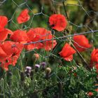 Mohn im Oktober