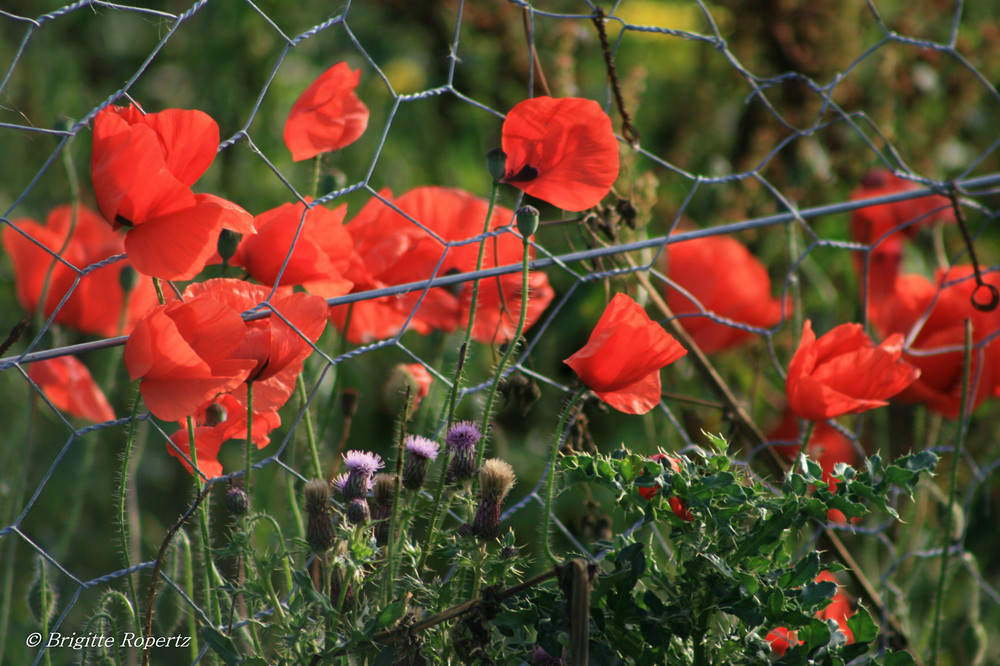 Mohn im Oktober