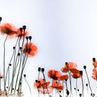 Mohn im Oktober fast "mohnochrom"