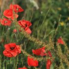 Mohn im Oktober II