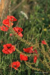 Mohn im Oktober II