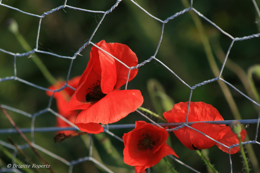 Mohn im Oktober III