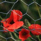 Mohn im Oktober III