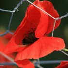 Mohn im Oktober IV