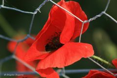 Mohn im Oktober IV