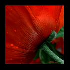 Mohn im Quadrat