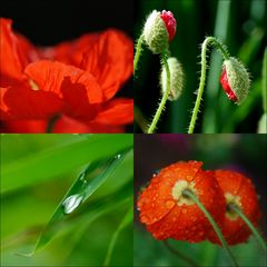 Mohn im Quadrat