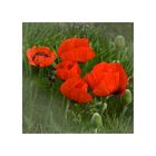 Mohn im Quadrat