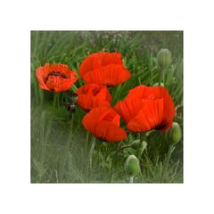 Mohn im Quadrat