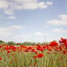 Mohn im Quadrat