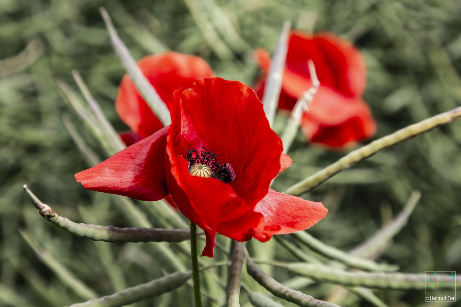 Mohn im Raps.