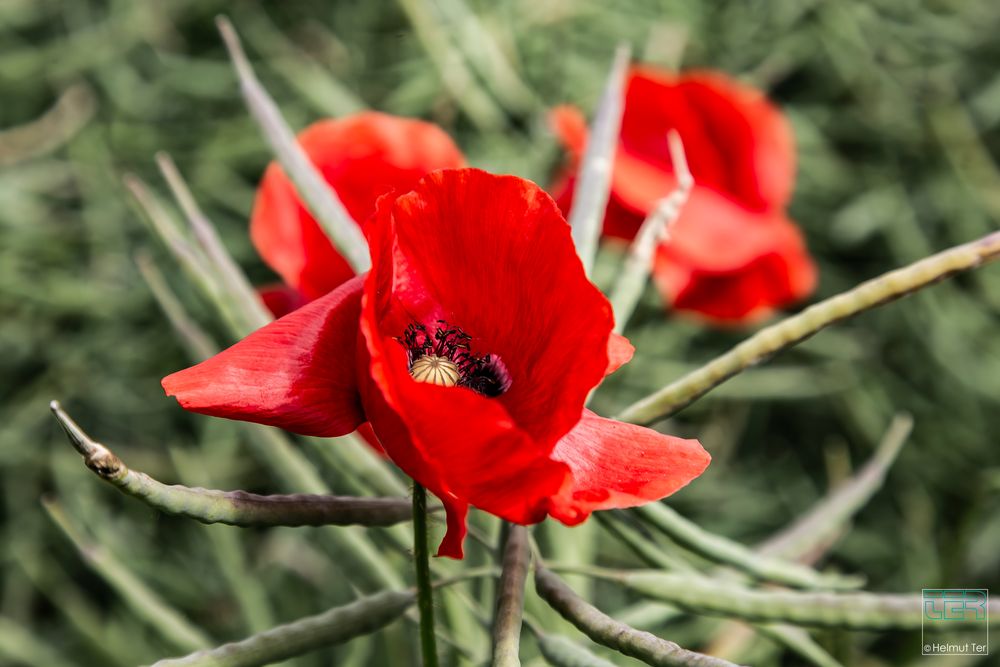 Mohn im Raps.