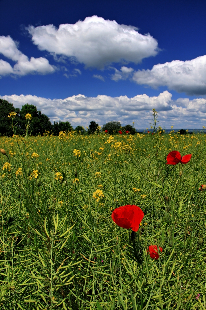 Mohn im Raps