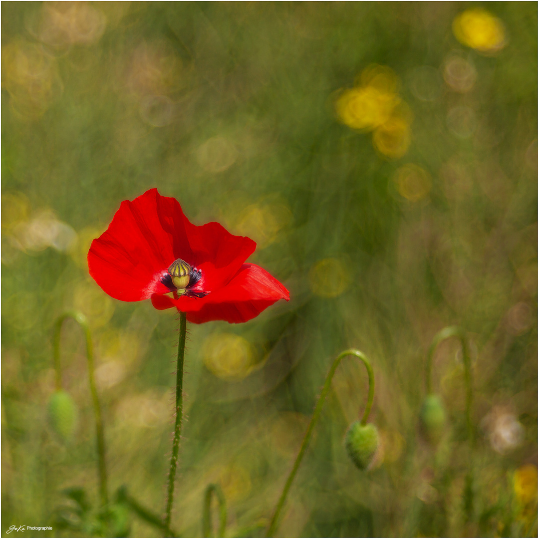 Mohn im Rapsfeld