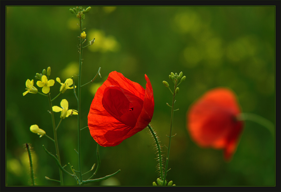 Mohn im Rapsfeld #2