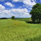 Mohn im Rapsfeld