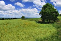 Mohn im Rapsfeld