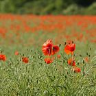 Mohn im Rapsfeld