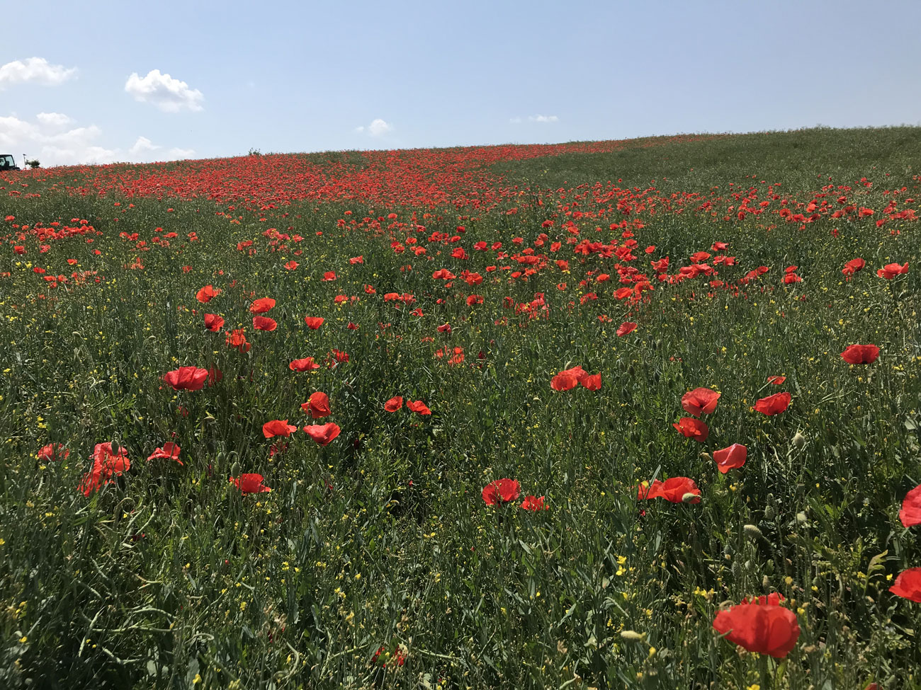 Mohn im Rapsfeld