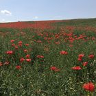 Mohn im Rapsfeld