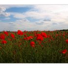 Mohn im Rapsfeld