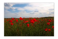 Mohn im Rapsfeld