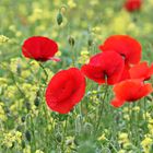 Mohn im Rapsfeld