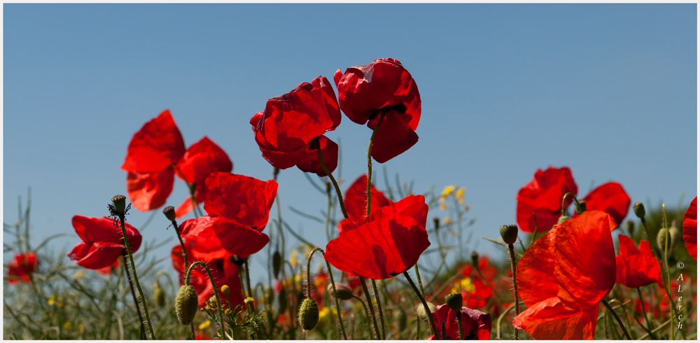 Mohn im Rapsfeld