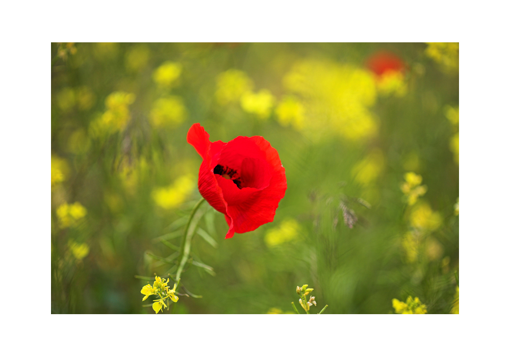 Mohn im Rapsfeld