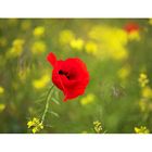 Mohn im Rapsfeld