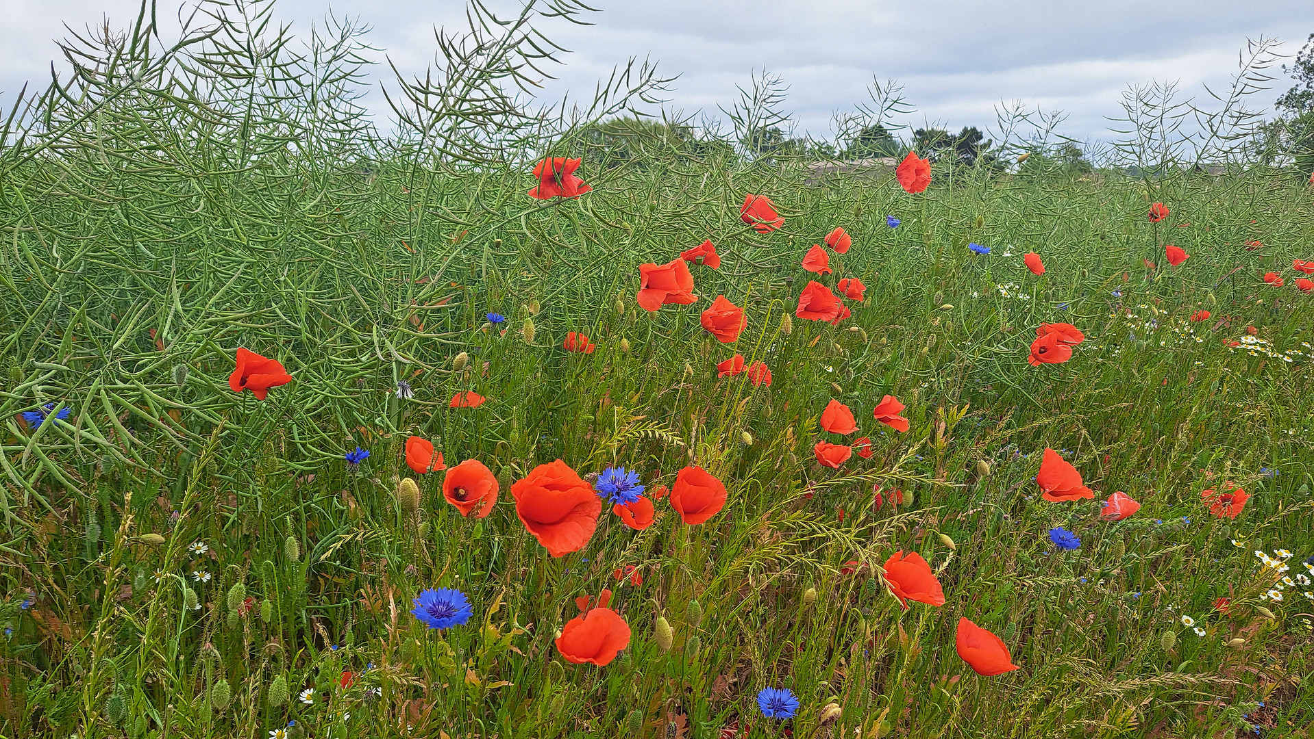 Mohn im Rapsfeld