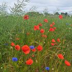 Mohn im Rapsfeld