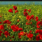 Mohn im Rapsfeld