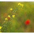 Mohn im Rapsfeld II